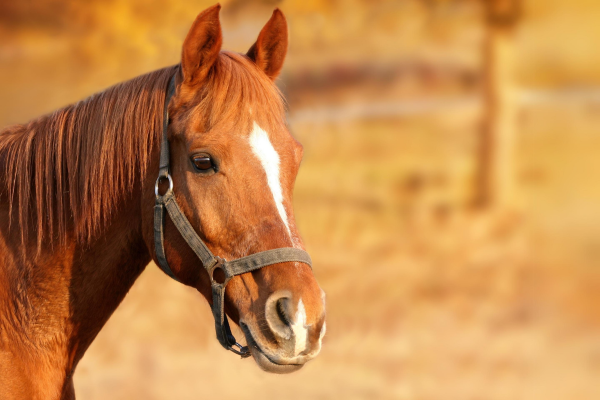 Caso de éxito MicroeDoc