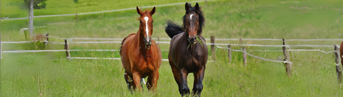 Caso de éxito Software SaaS para gestión de registro equino